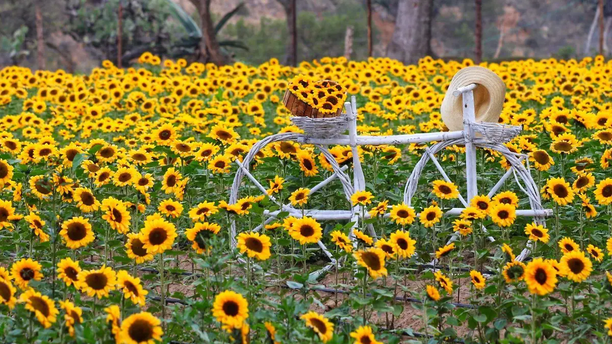 girasoles 1